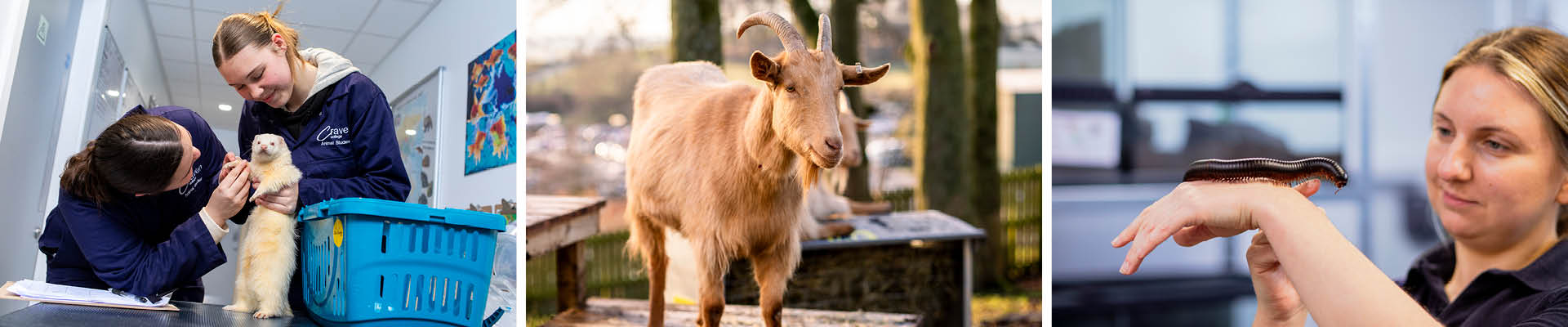 Animal Studies alt
