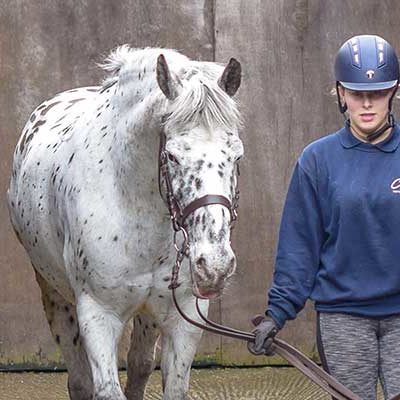 Horse Management title