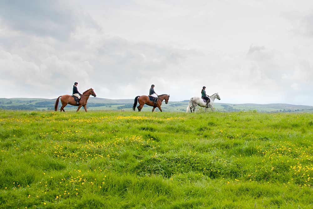Horse Management