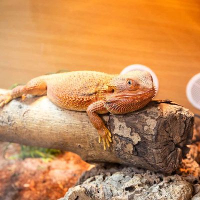 Animal Studies title