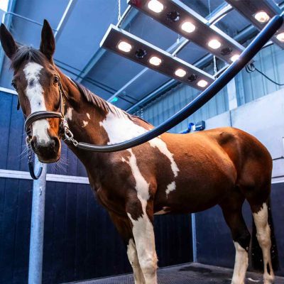 Horse Management (Equine) title