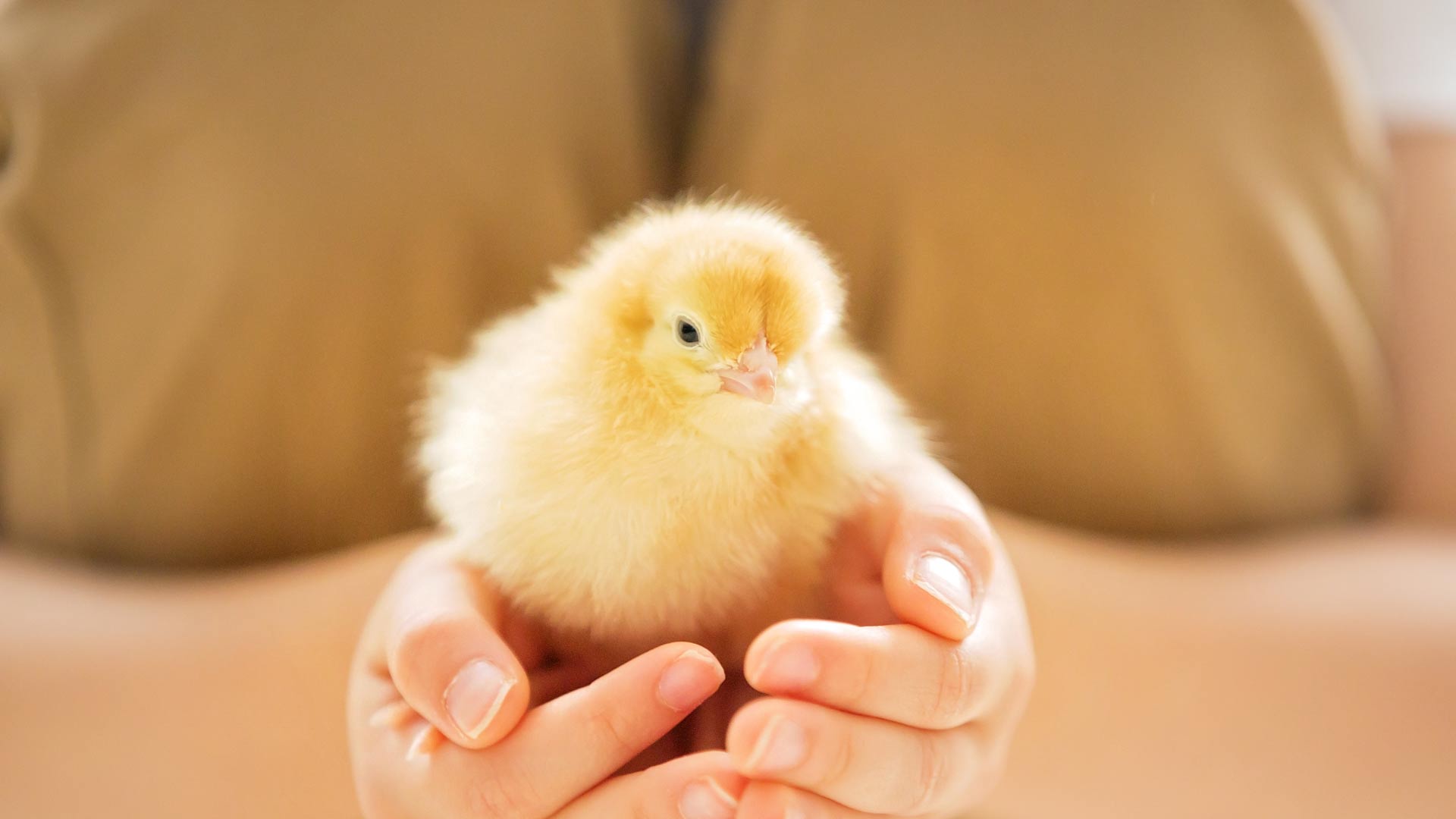 Animal Care Junior Course Craven College