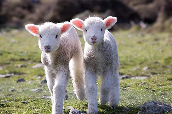 Countryside Management, Land & Wildlife & Agriculture