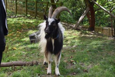 WEB Bagot Goat 11 400x267 - Meet The College’s Newest Residents alt