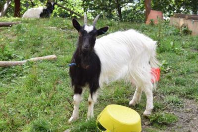 WEB Bagot Goat 3 400x267 - Meet The College’s Newest Residents alt