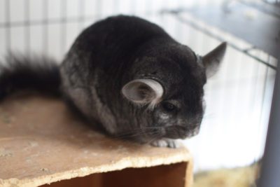 WEB Chinchilla 1 400x267 - Meet The College’s Newest Residents alt