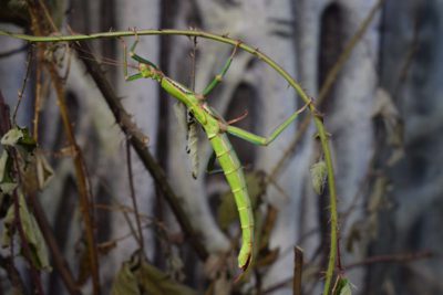 WEB Green Bean Stick Insect 2 400x267 - Meet The College’s Newest Residents alt