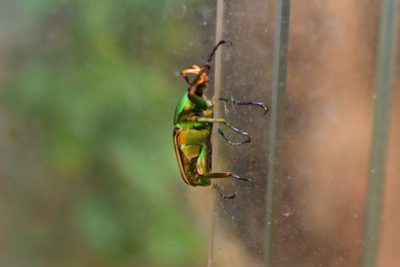 WEB Green Flower Beetle 3 400x267 - Meet The College’s Newest Residents alt