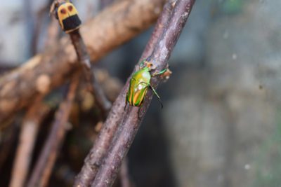 WEB Green Flower Beetle 4 400x267 - Meet The College’s Newest Residents alt