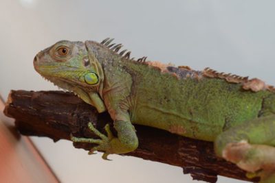 WEB Iguana 2 400x267 - Meet The College’s Newest Residents alt