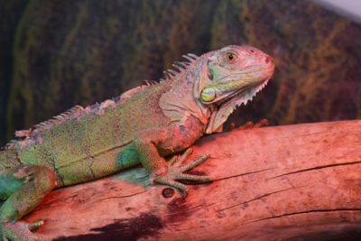WEB Iguana 3 400x267 - Meet The College’s Newest Residents alt