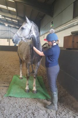 WEB paddy 267x400 - College Horses Given Important Assessments and Nutritional Plans alt