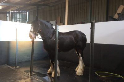 WEB IMG 5158 1 400x267 - Equine Rehabilitation Visit At Crow Wood Equestrian alt