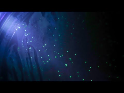 Glow in the Dark Bacteria Genetic Engineering Glow in the Dark Bacteria Genetic Engineering