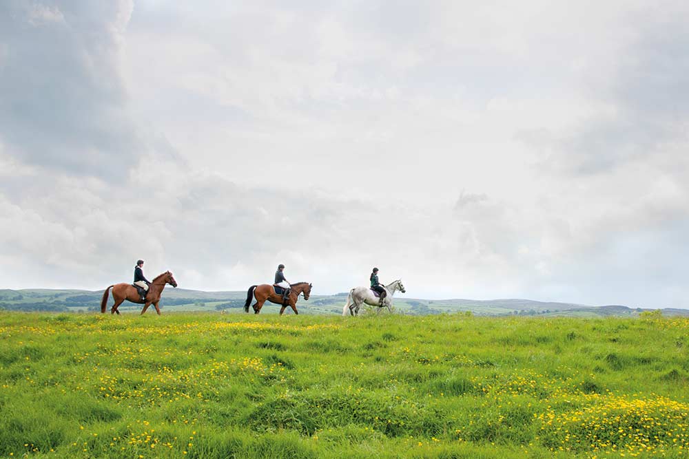 Equine Management