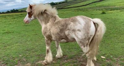 Class 5 400x213 - Equine Photo Competition - Results alt