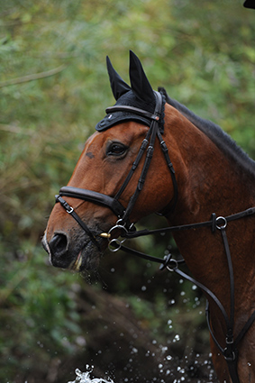 L Gibson1 - Equine Photo Competition - Results alt