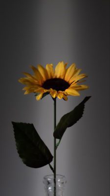 MicrosoftTeams image 5 225x400 - Media Student Shortlisted for National Photography Competition alt