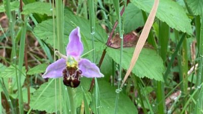 dd332f0b b25d 4282 b114 b1ef2445cab8 400x225 - Bee Orchid Blossoms on College Campus alt
