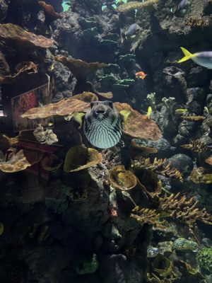 MicrosoftTeams image 12 300x400 - Students take a dive into the deep alt