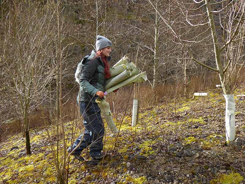 trees - Students' Plastic Project Benefits The Dales alt