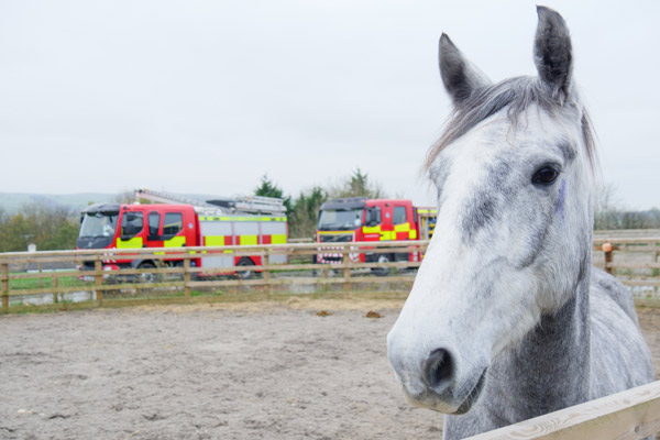 Equine Evacuation Demo
