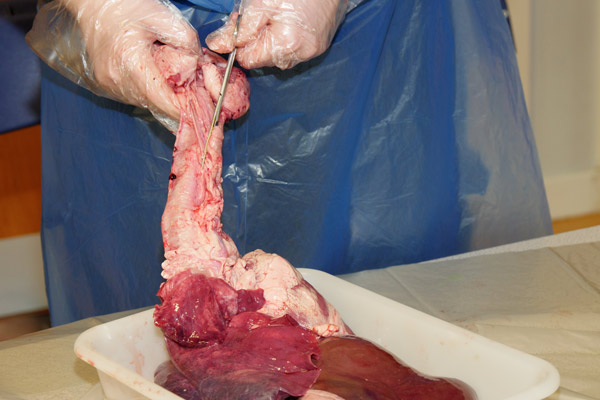 PreMed Anatomy Lab