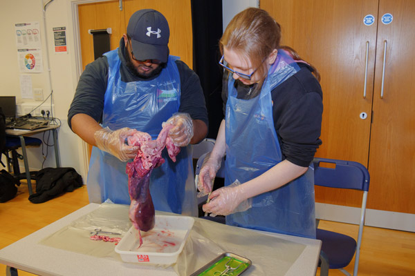 PreMed Anatomy Lab