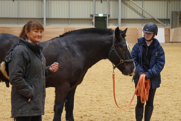 Equine Behaviourist Visit