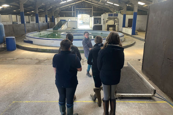 Equine Trip
